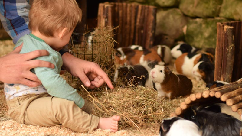chatsworth farm playground and garden animal petting