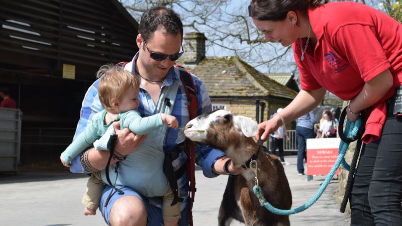 chatsworth farm playground and garden goat petting in chatsworth farm yard