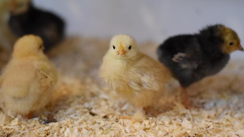 chatsworth farm playground and garden spring chickens