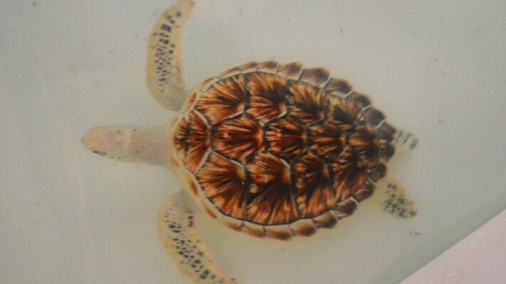 turtle beach Penang
