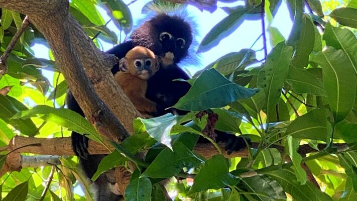 Dusky leaf monkeys Penang