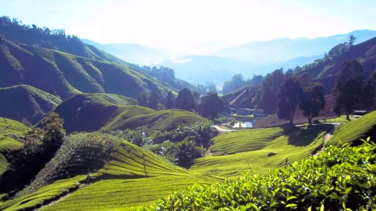 Boh Tea Centre - Cameron Highlands - Latest Guide 2026