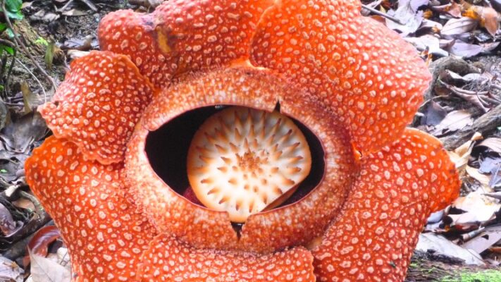 How to see Rafflesia in Malaysia - Full Guide 2026