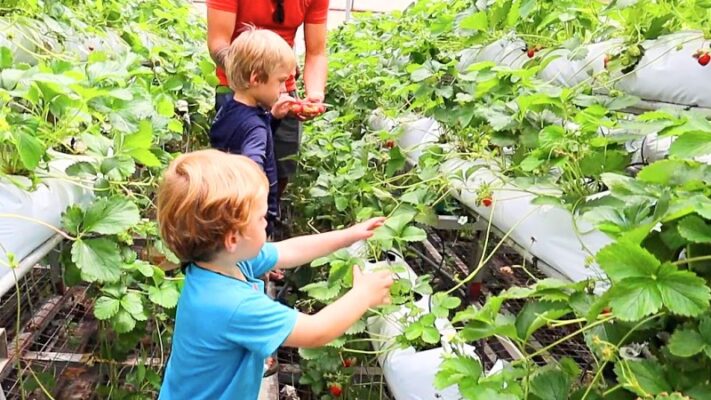 strawberry farm