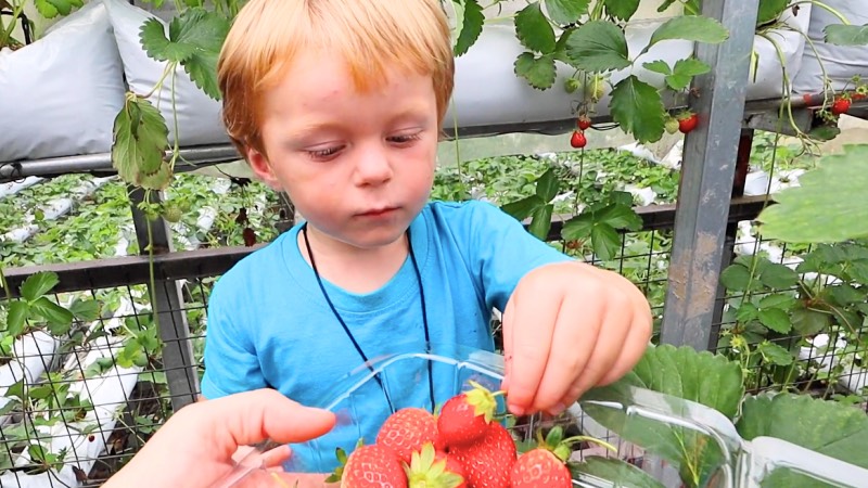 strawberry farm