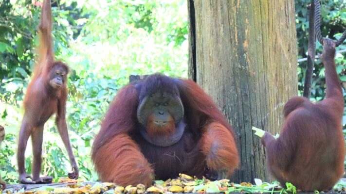 Large male orangutan sepilok Sandakan
