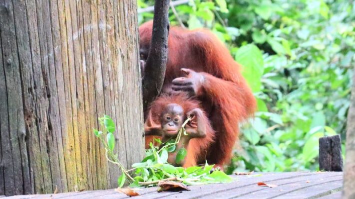 Sepilok Orangutan Sanctuary cute baby orangutan