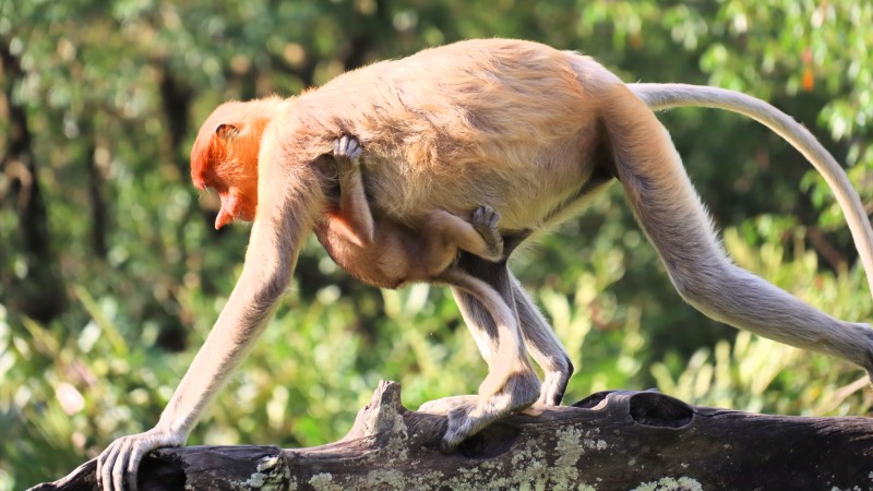 Proboscis monkey Sandakan Sabah