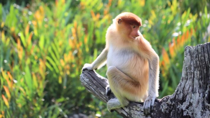 see proboscis monkeys baby female
