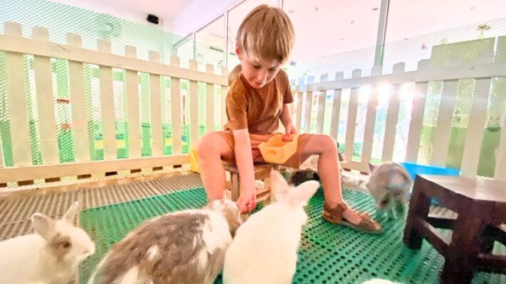 Bunny story pet cafe Chiang Mai