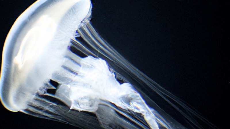jelly fish