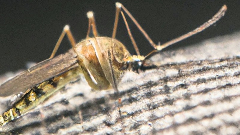 mosquito safe travel