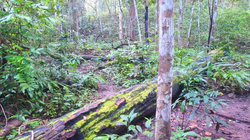 Hua chang jungle path