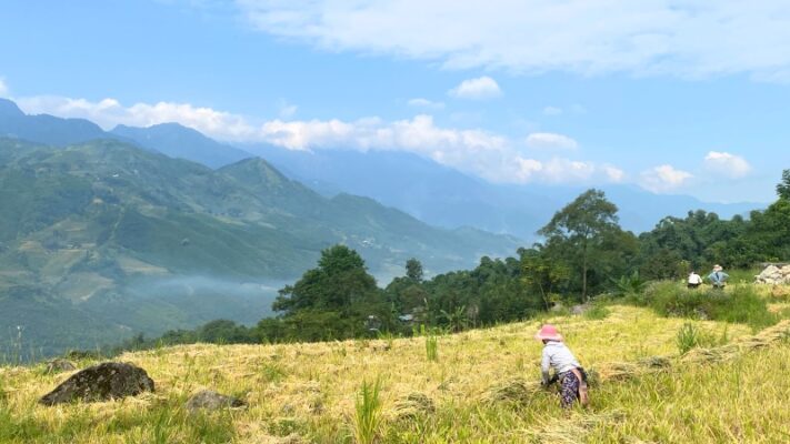 Sapa mountains rice farmers