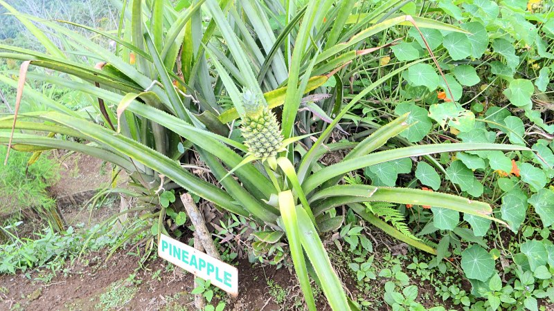 munduk moding gardens