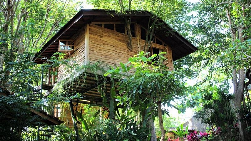 Roots Tree House