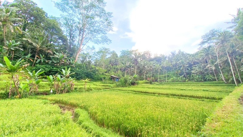 quiet and non touristy Rice terrace in Bali