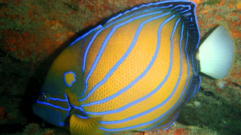 reef fish