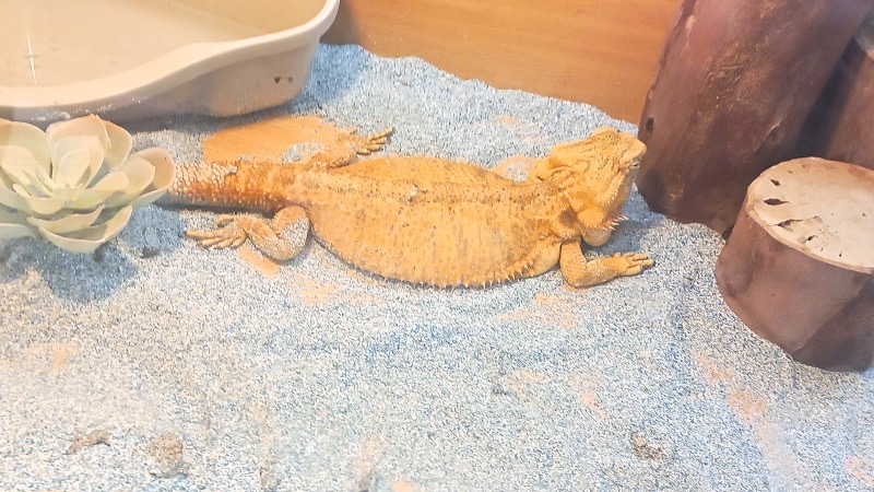 Heeley city farm lizard