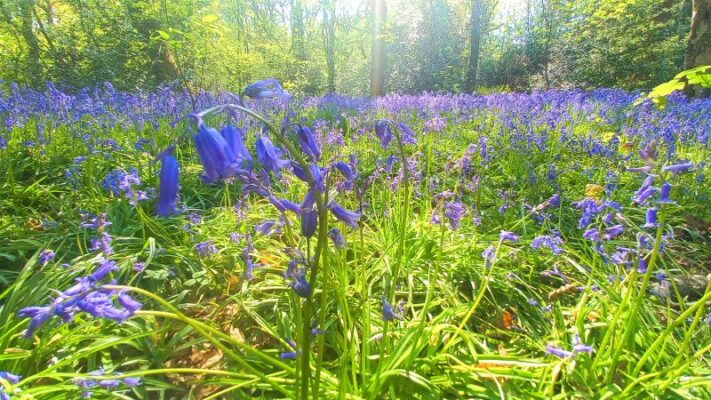 Sheffield bluebells ecclesall woods