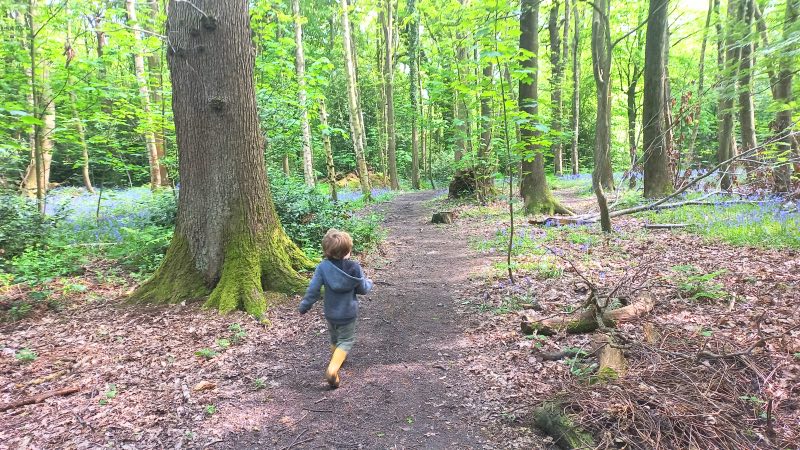 Ecclesall woods walks