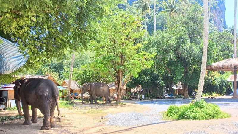 Ao Nang elephant sanctuary