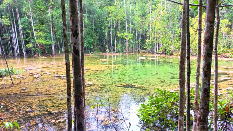 Mangrove forest Krabi