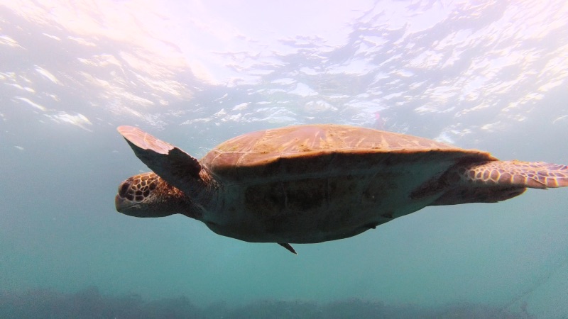 Green sea turtle moalboal Philippines