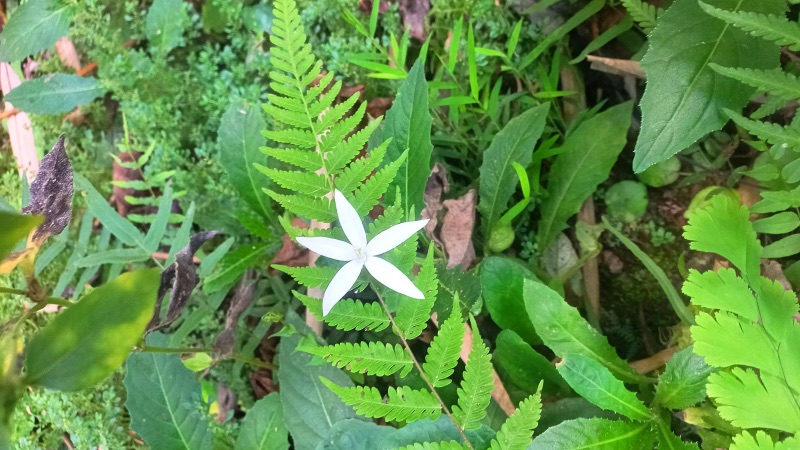 Wild flower Kawasan