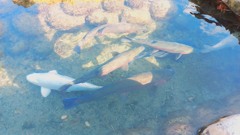 Fish small waterways Shirakawago village