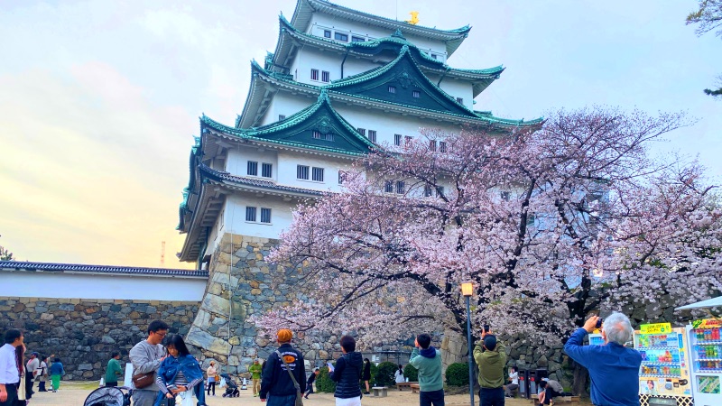 Nagoya castle blossom tree
