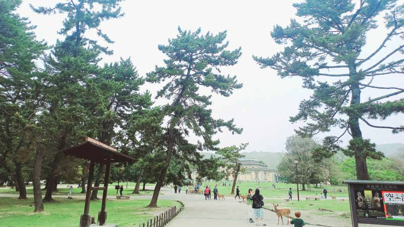 Nara musum grounds deer