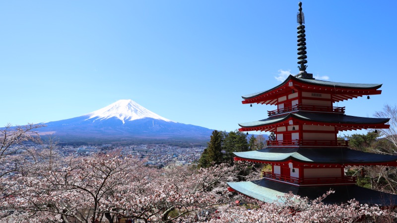 Chureito Pagoda blossom season fuji