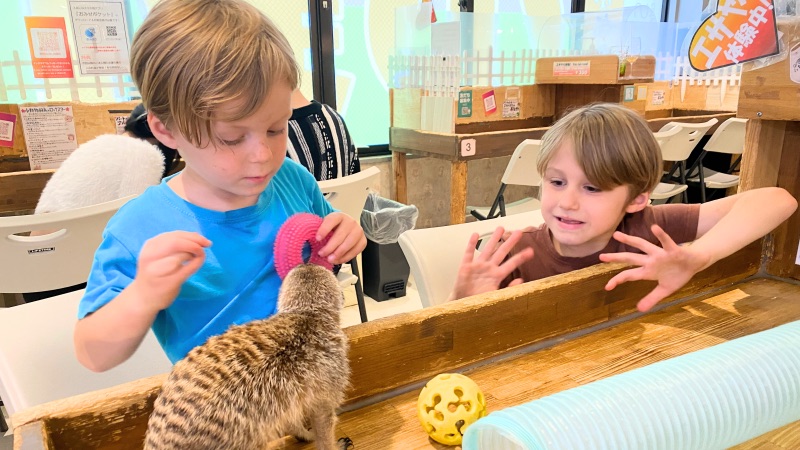 Ferret Animal Cafe Osaka