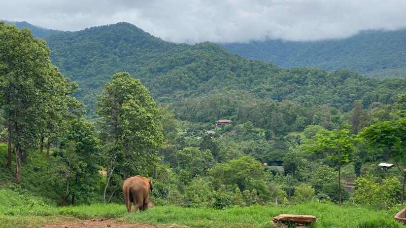 Large open space for elephants