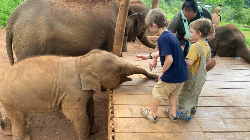 Meeting a baby elephant Chiang mai